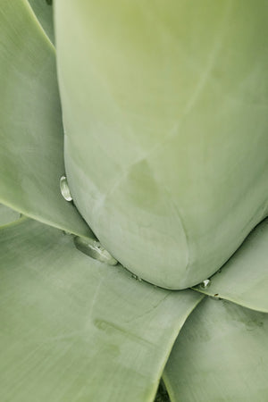 Aloe