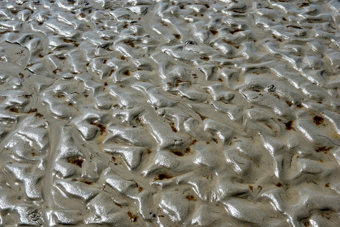Fermented intelligence: saccharomyces (sea silt ferment)