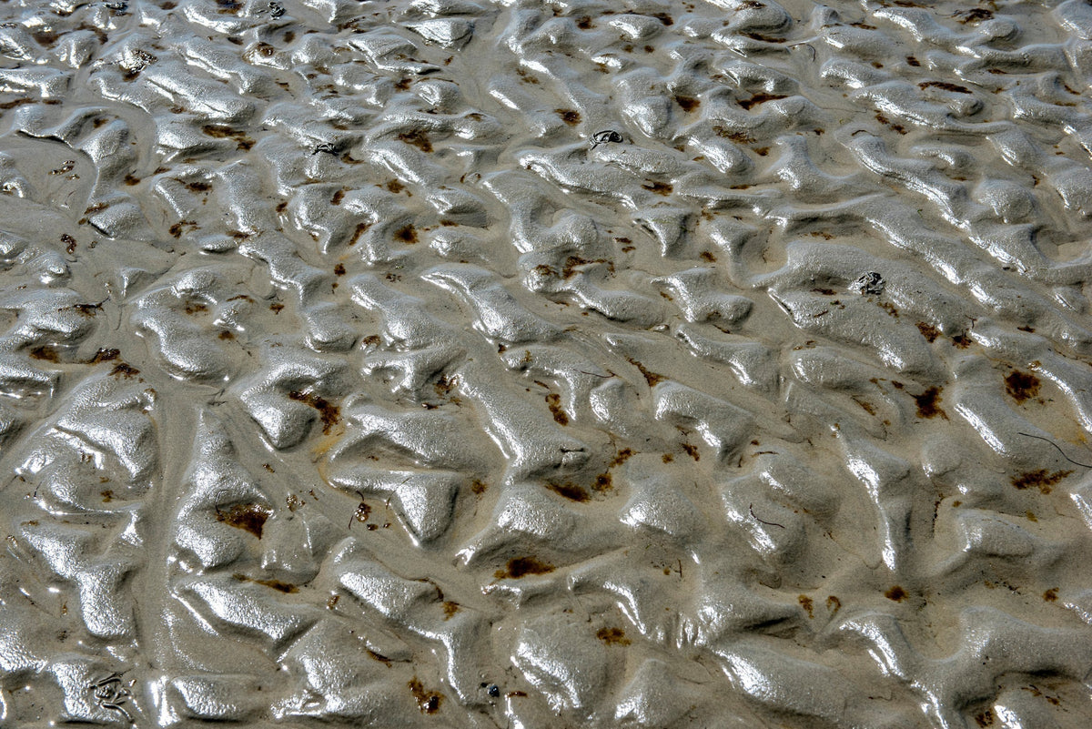 Fermented intelligence: saccharomyces (sea silt ferment)