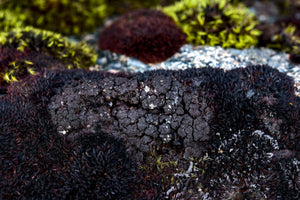 BLACK ALGAE