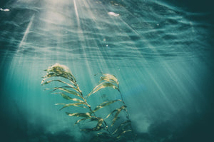 GIANT SEA KELP