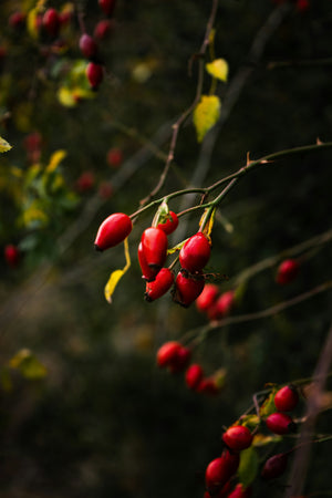 Rosehip Oil