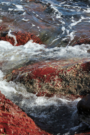 RED ALGAE